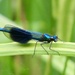 Banded demoiselle by orchid99
