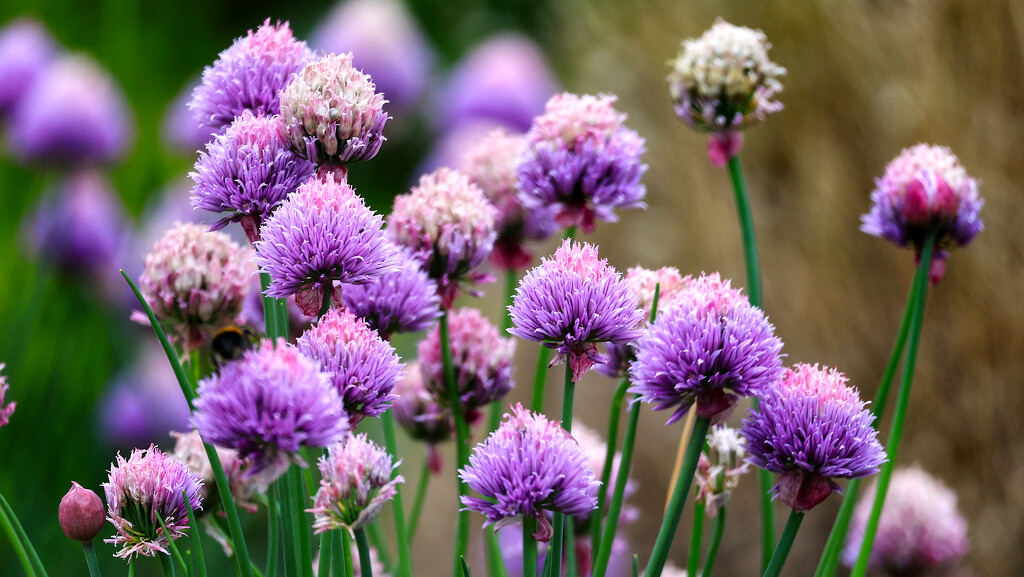Chive flowers, starting to fade a little.... by neil_ge