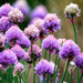 Chive flowers, starting to fade a little.... by neil_ge