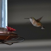 1st Jun 2024 - Evening Hummer