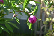 1st Jun 2024 - Peony Bud