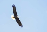 1st Jun 2024 - American Bald Eagle