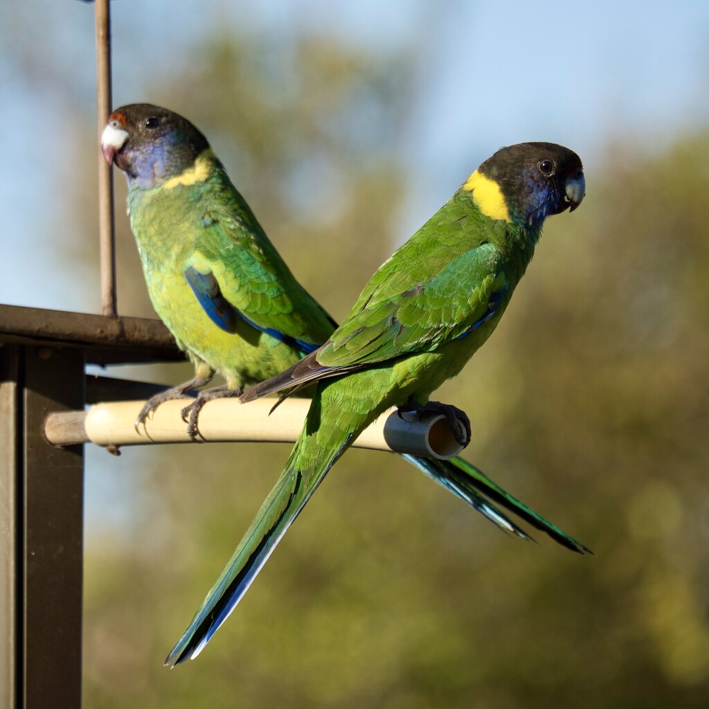 Ring Necked Parrots  P6010851 by merrelyn