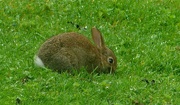 31st May 2024 - Baby Rabbit