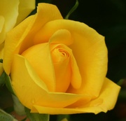 1st Jun 2024 - Yellow Rose