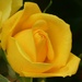 Yellow Rose by fishers