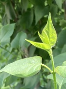 1st Jun 2024 - Light on Lilac Leaves