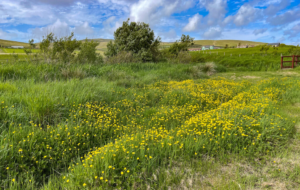 Creeping Buttercup by lifeat60degrees