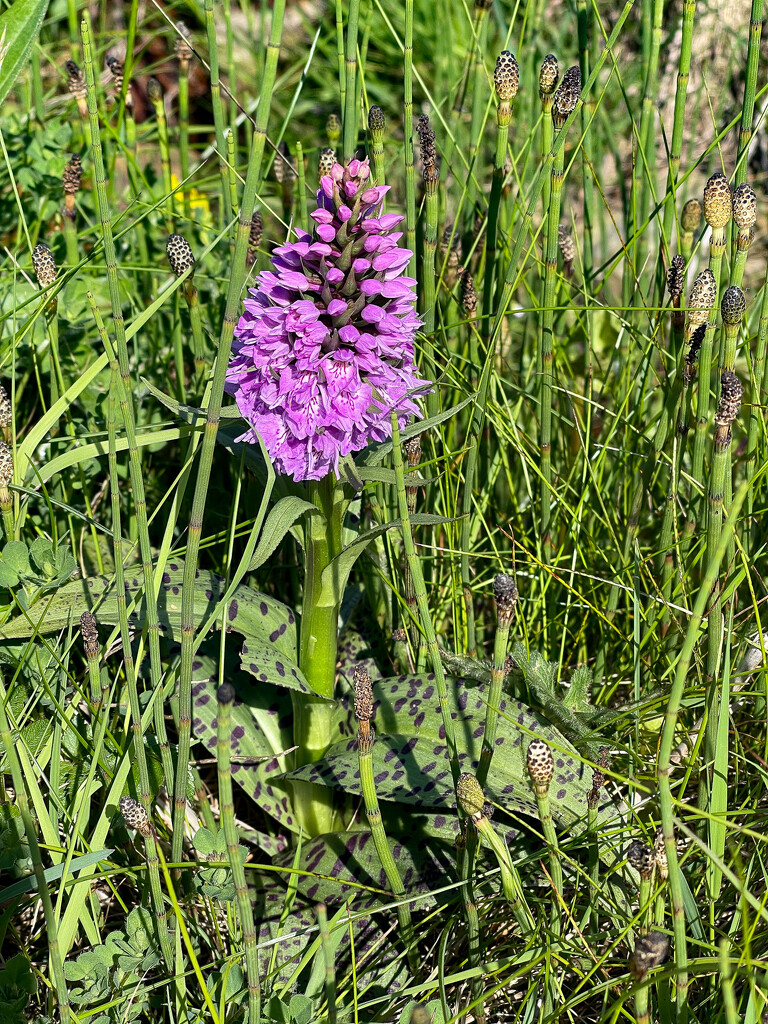 Heath Spotted Orchid by lifeat60degrees