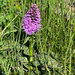Heath Spotted Orchid by lifeat60degrees