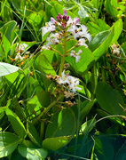 1st Jun 2024 - Bogbean