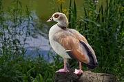 1st Jun 2024 - Egyptian Goose 