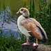 Egyptian Goose  by billyboy