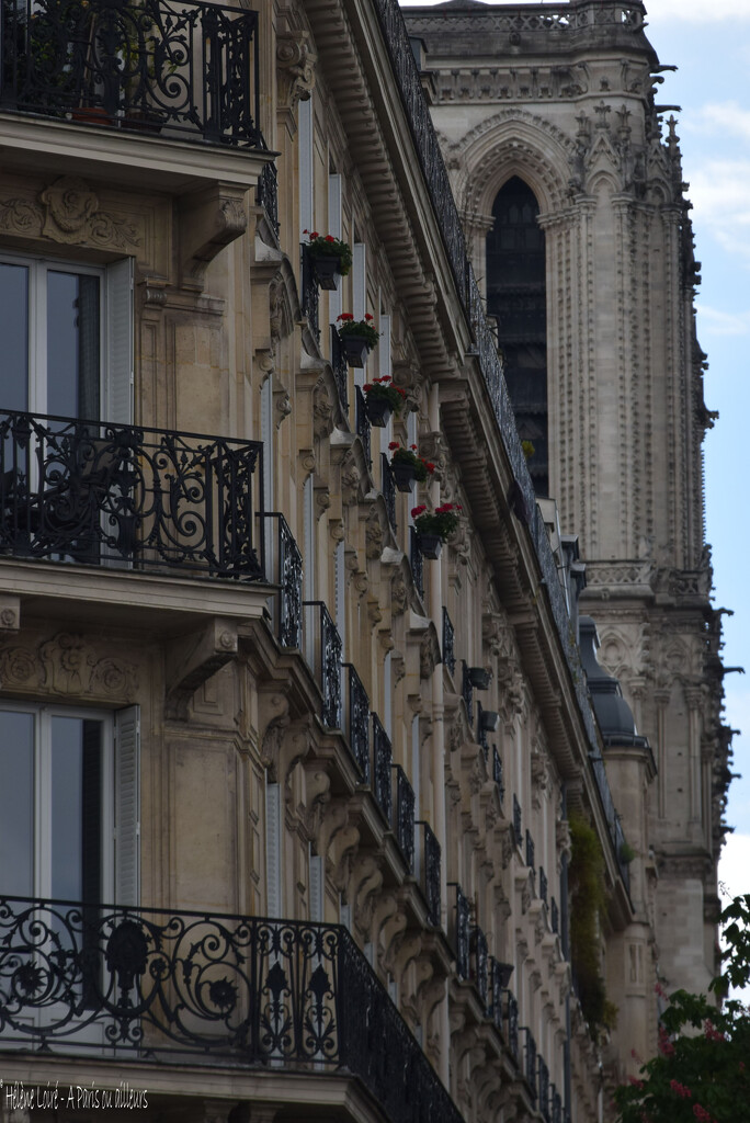 Notre Dame's sneak peek by parisouailleurs