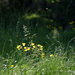 Ranunculus by parisouailleurs