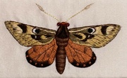 2nd Jun 2024 - Butterfly