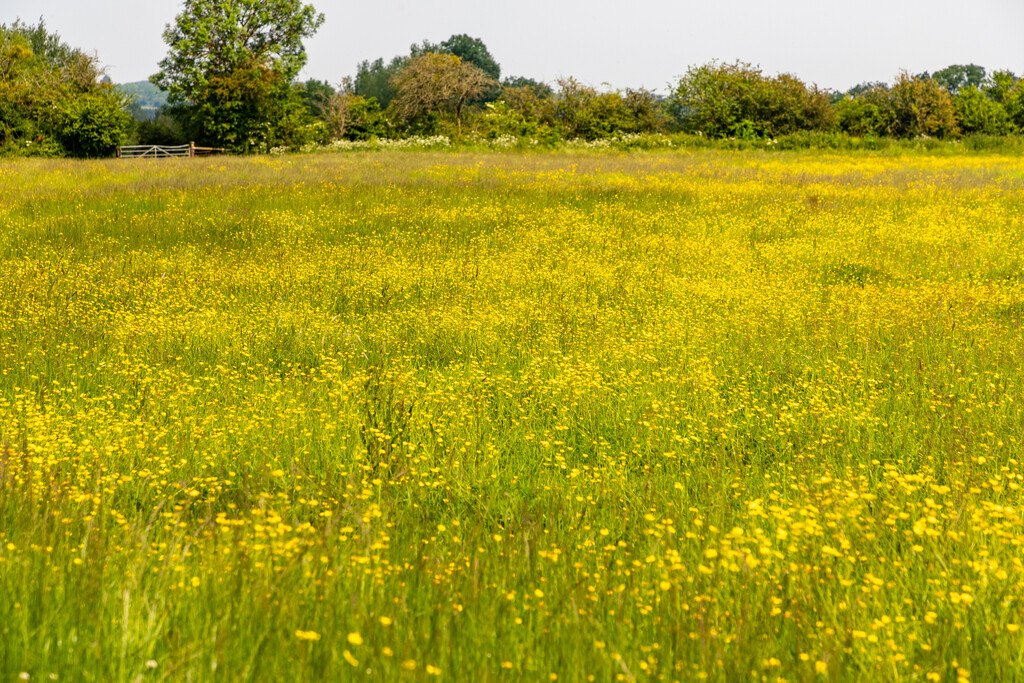 Buttercup Meadow by tonus