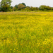Buttercup Meadow by tonus