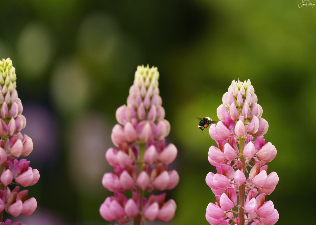 Bee on Lupine by jgpittenger
