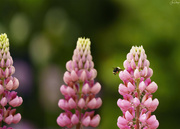 16th May 2024 - Bee on Lupine