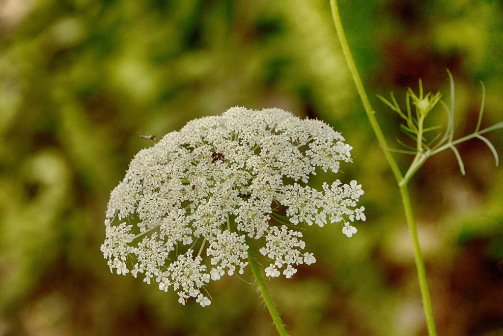 Queen Anne's Lace by k9photo