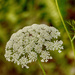 Queen Anne's Lace by k9photo