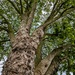 Plane tree 