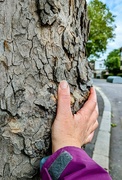 1st Jun 2024 - Plane bark 