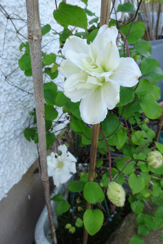 two clematis by anniesue