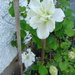 two clematis