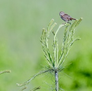 1st Jun 2024 - Song Sparrow