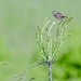 Song Sparrow by corinnec
