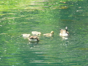 1st Jun 2024 - Geese and Goslings in the Pond