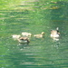 Geese and Goslings in the Pond