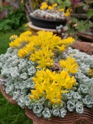 2nd Jun 2024 - Flowering Sedums