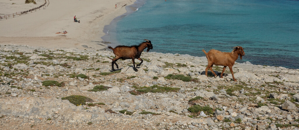 Cala Mesquida Goats  by phil_howcroft