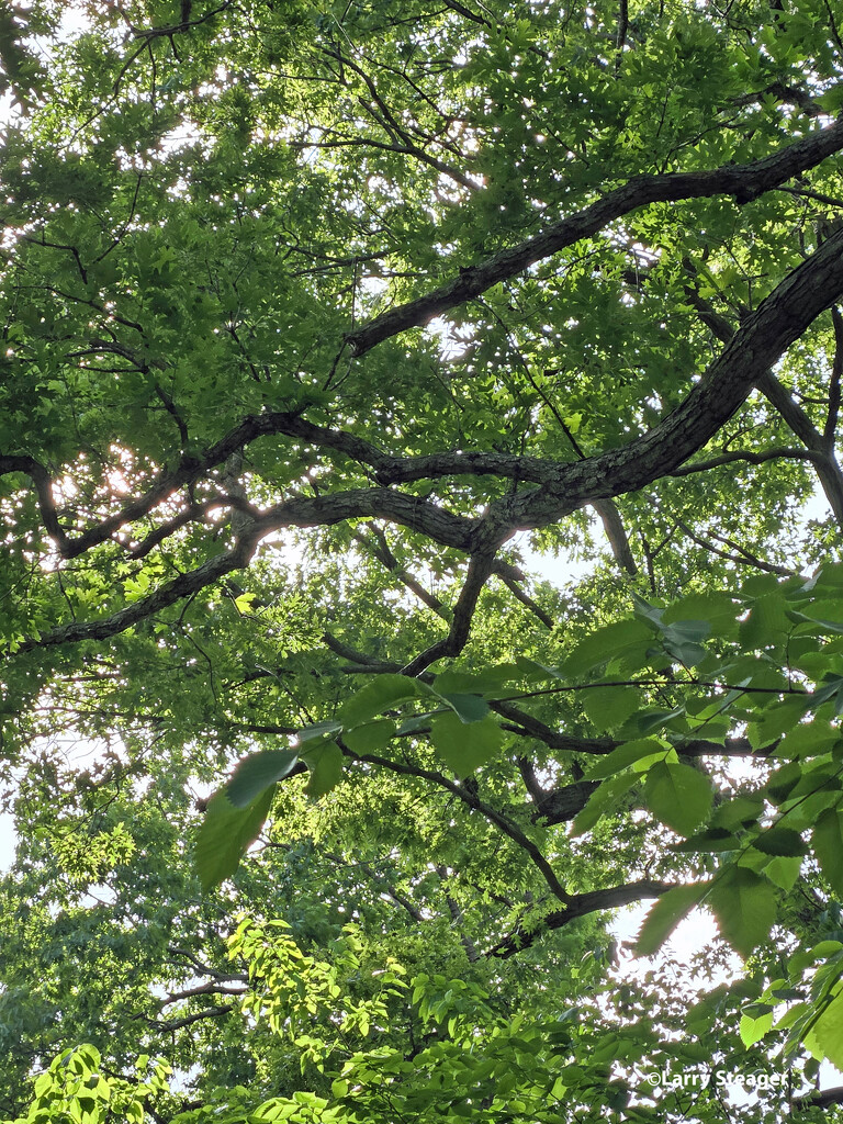 Tree canopy  by larrysphotos