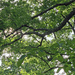Tree canopy 