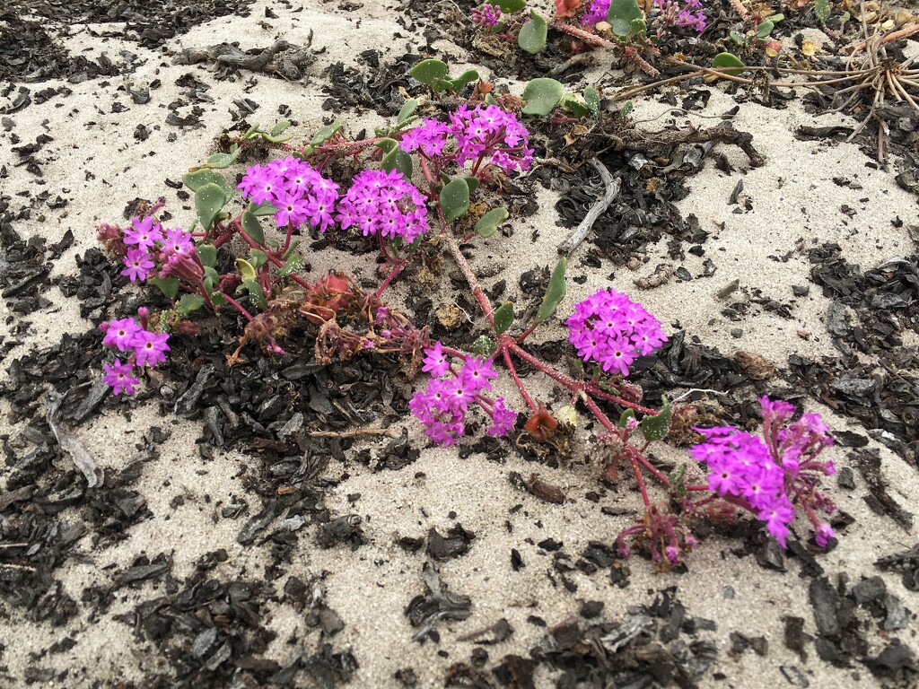 Dune Flowers by shutterbug49