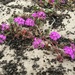Dune Flowers by shutterbug49