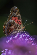 28th May 2024 - Vanessa Virginiensis - tighter crop