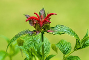 1st Jun 2024 - Bee Balm