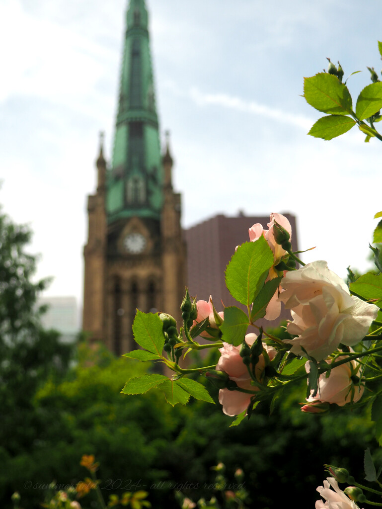 roses are blooming at the park by summerfield