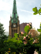 1st Jun 2024 - roses are blooming at the park