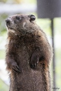 1st Jun 2024 - Peeping Groundhog