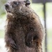 Peeping Groundhog