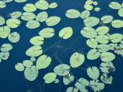 1st Jun 2024 - Lilypads