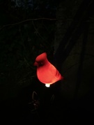 1st Jun 2024 - Solar Cardinal Light