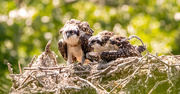 1st Jun 2024 - The Osprey Babies Intentlly Watching!