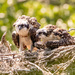 The Osprey Babies Intentlly Watching! by rickster549